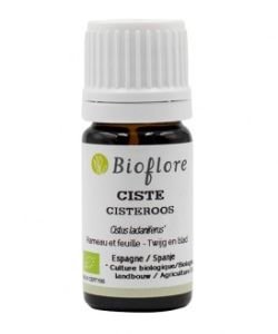 Cinchona Cistus, Rockrose (Cistus ladaniferus)